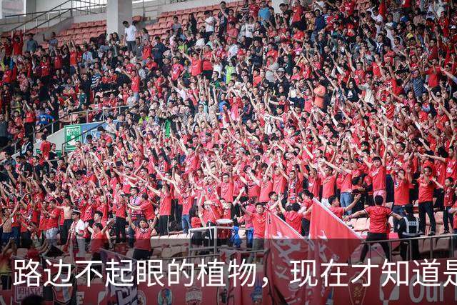 路边不起眼的植物，现在才知道是“土人参”，价值很珍贵，别错过
